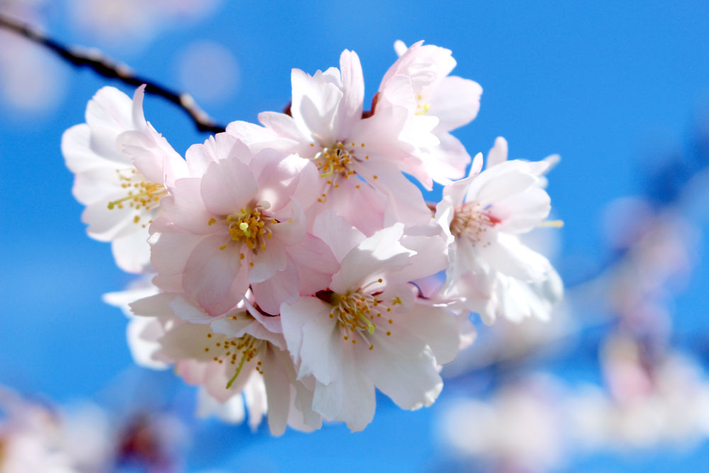dcsakura_yumiid.com