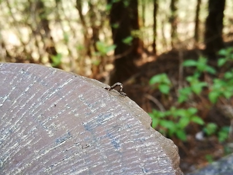 尺取り虫-檜原都民の森