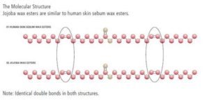 ホホバオイルと皮脂は分子構造が同じ