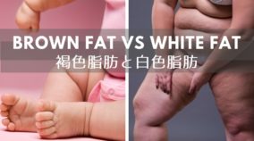 全ての脂肪細胞は同じではない？！褐色脂肪組織って何？-yumiid.com